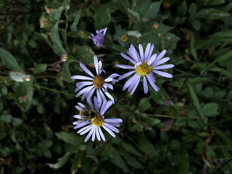 inflorescence, beauty in nature, 4K, growth, purple, petal, bee, plant part, pollen, flowering plant, close-up, improvement district no. 9, flower, plant