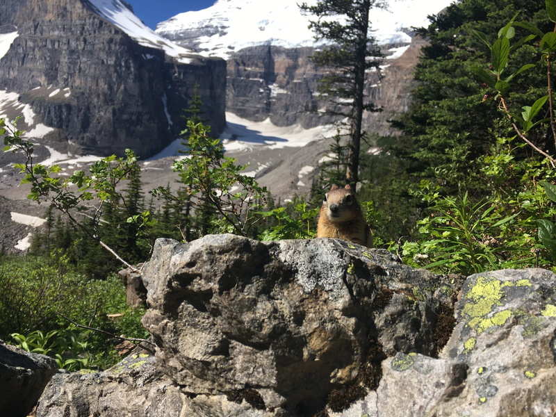 day, improvement district no. 9, beauty in nature, animal wildlife, rock - object, alberta, banff, one animal, canada, banff national park, domestic animals