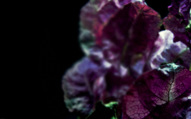 triptych, veins, dual screen, 3d and abstract, 2K, dual monitor, blattadern, leaf, photography