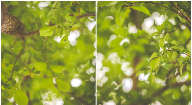 growth, selective focus, nature, plant, leafed, collage, 1080P, close-up, tranquility, green color, freshness, day, Leaves, plant part, Aero, corner, Bokeh