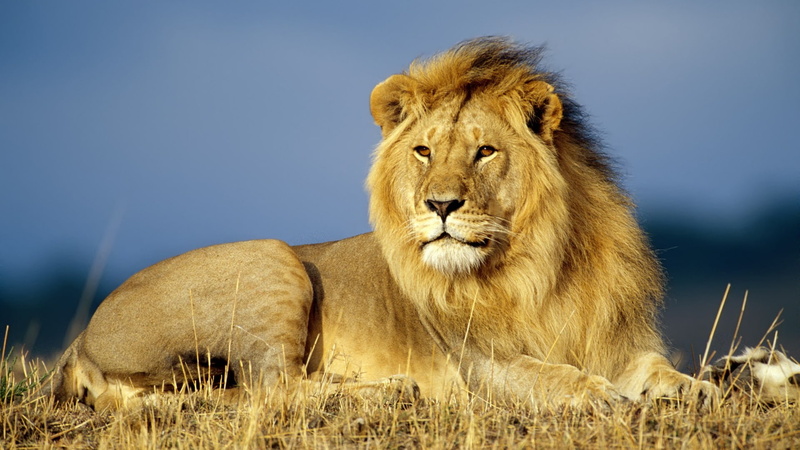 yellow, grass, 1080P, lion, animals, yellow fur, fur, king