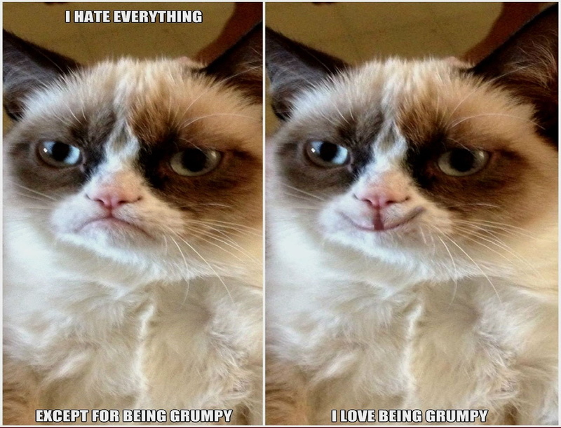 cat, 720P, funny, humor, quote, meme, grumpy