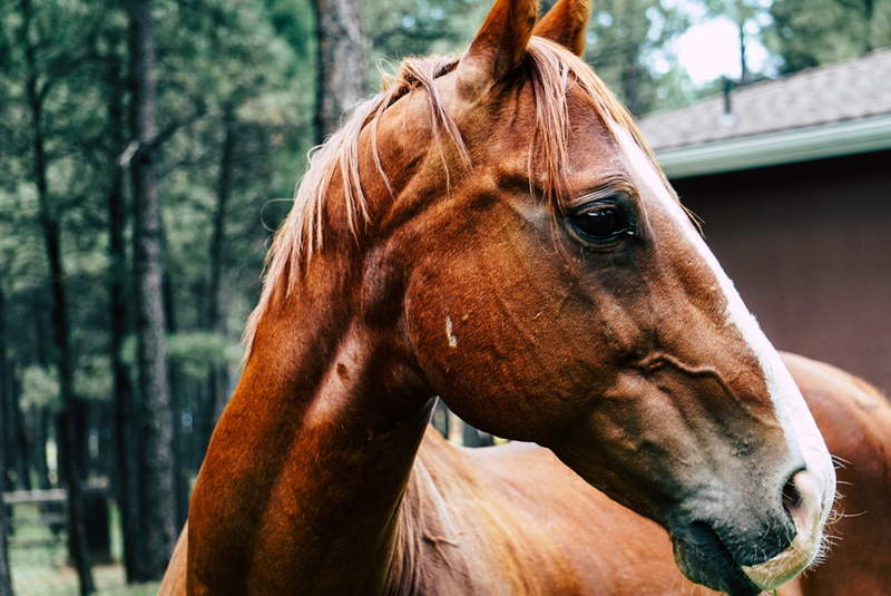 brown, outdoors, pets, focus, day, equestrian, livestock, strap, foal, back, mammal, 2K, wildlife, focus on foreground, selective, tree, domestic animals