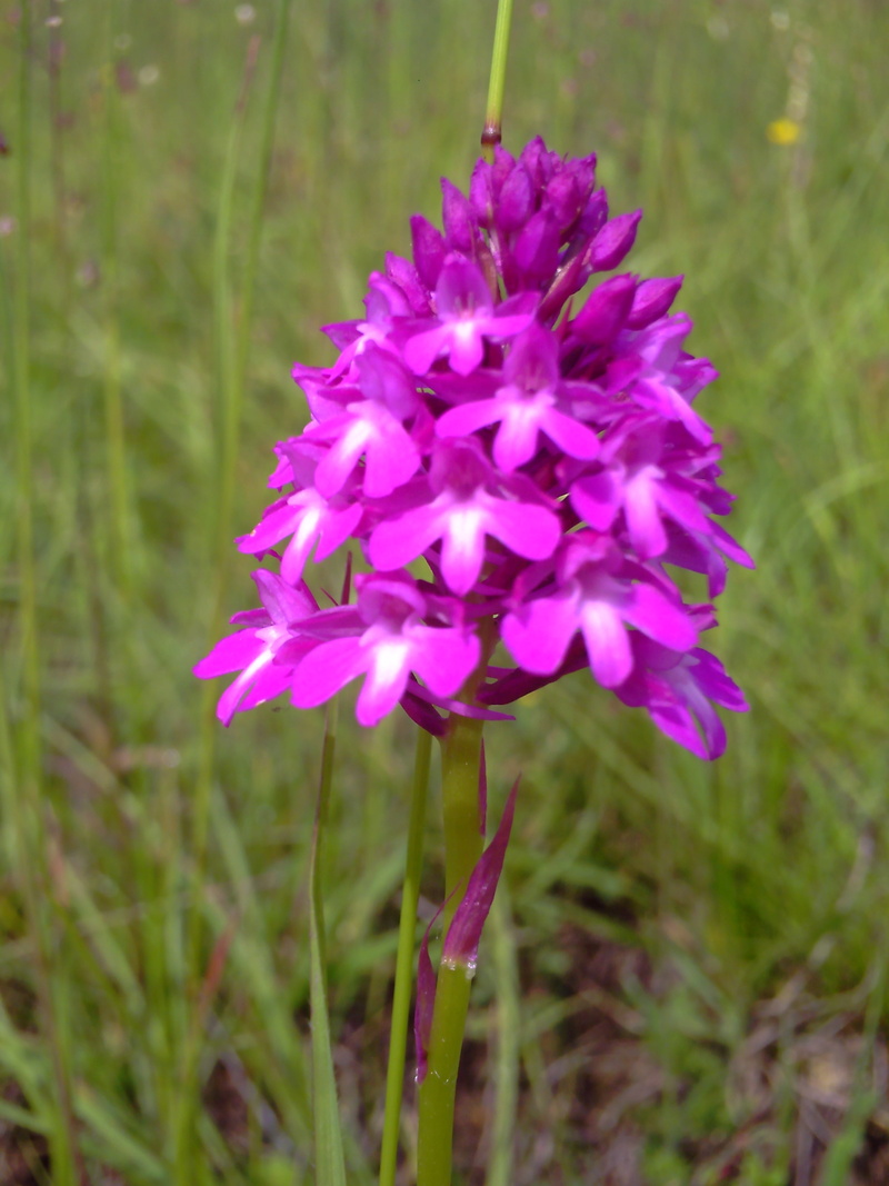 flower Head, jena, bloom, field, pyramidal orchid, vulnerability, blossom, summer, 4K, fragility, freshness, nature, day, beauty in nature, plant, flowers
