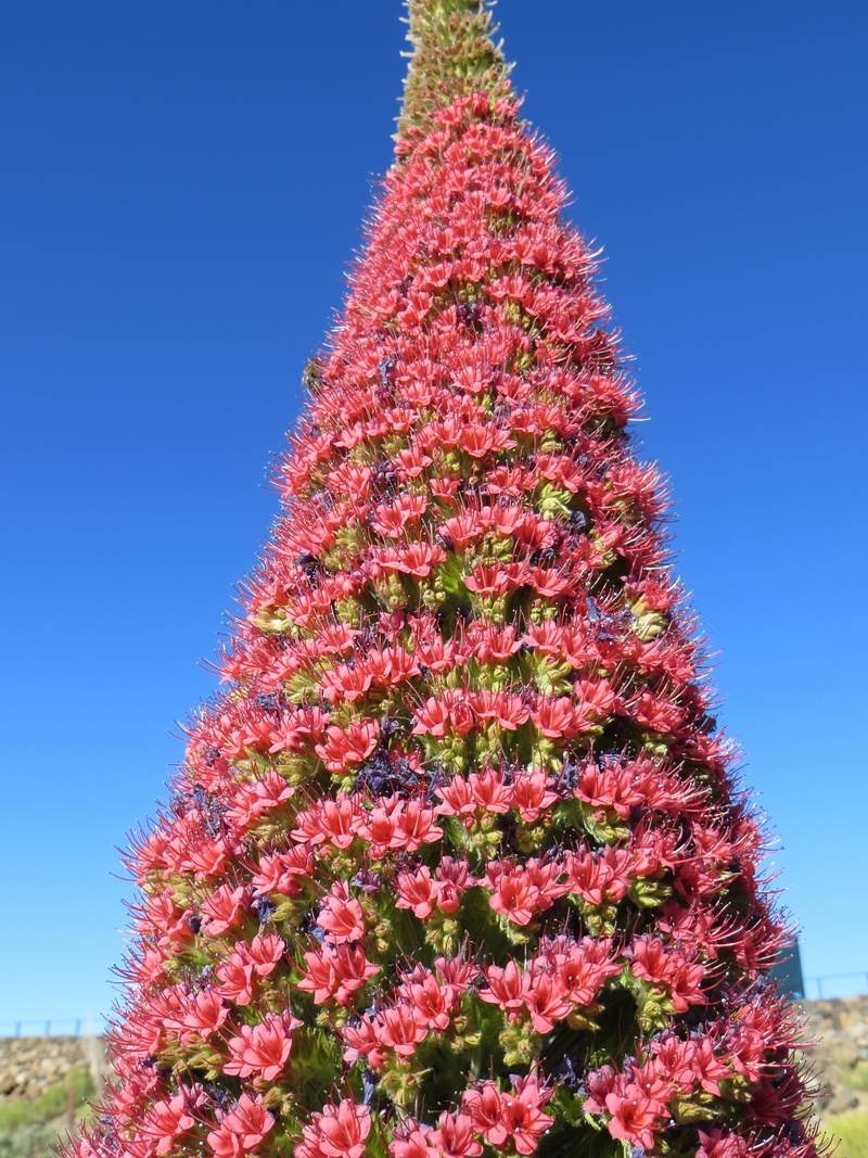 clear sky, no people, tree, low angle view, day, christmas tree, pink color, teide natter head, flower, sky, teide, decoration, nature, blue, pyramid, candles shaped