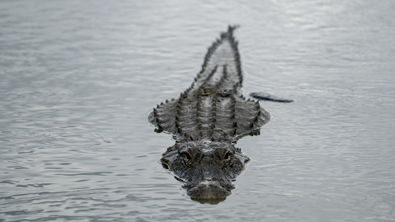 animal body part, wild, eye, water, sea, tropical, reptile, animal head, looking, alligator, animal themes, crocodile, 2K, one animal, vertebrate, jaws