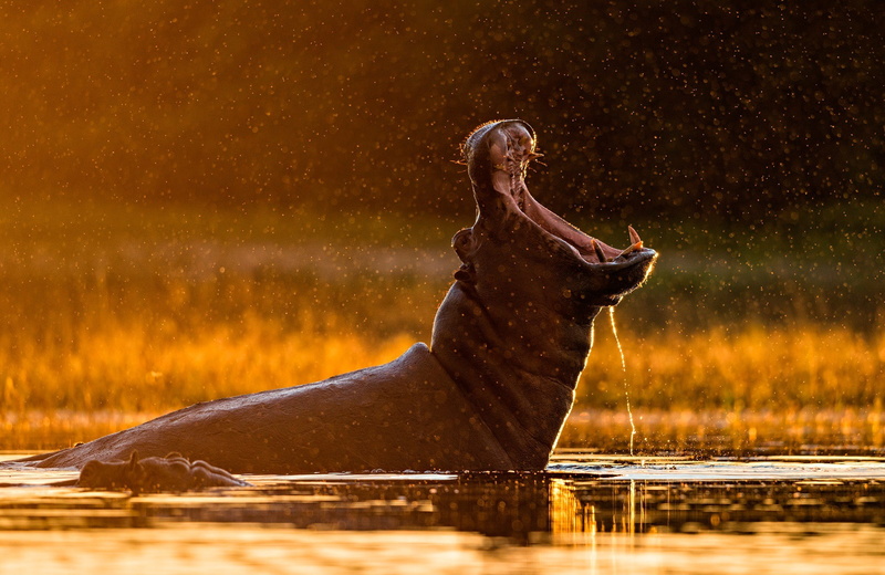brown, wildlife, 1080P, hippopotamus, jaws