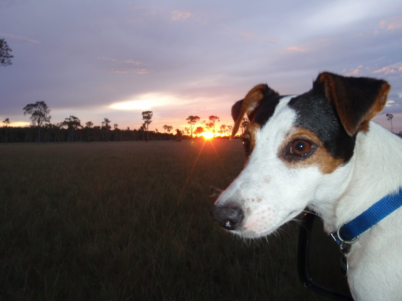 animal themes, jack Russell Terrier, mammal, lens flare, outdoors, animal, grass, Jack Russell, sun, field, animal head, Rush, plant, canine, nature, domestic