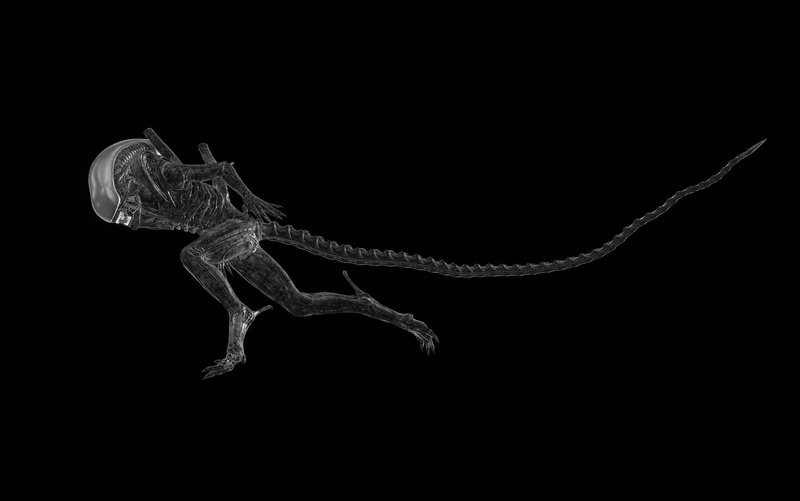 animal, one animal, animal themes, indoors, animal body part, chameleon, black background, lizard, nature, aliens, insect, zoology, Aliens (movie), render