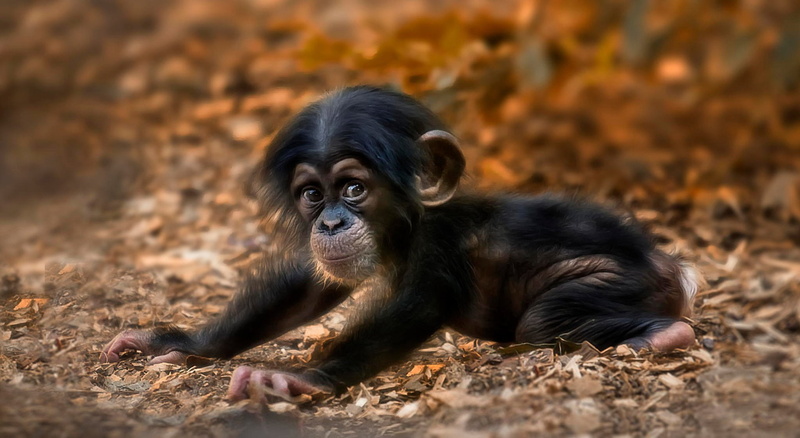 young animal, Monkeys, selective focus, Baby Animal, one animal, no people, day, primate, Chimpanzee, nature, 1080P, looking at camera, Cute, vertebrate