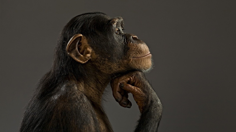 chimpanzee, monkey, think, 1080P