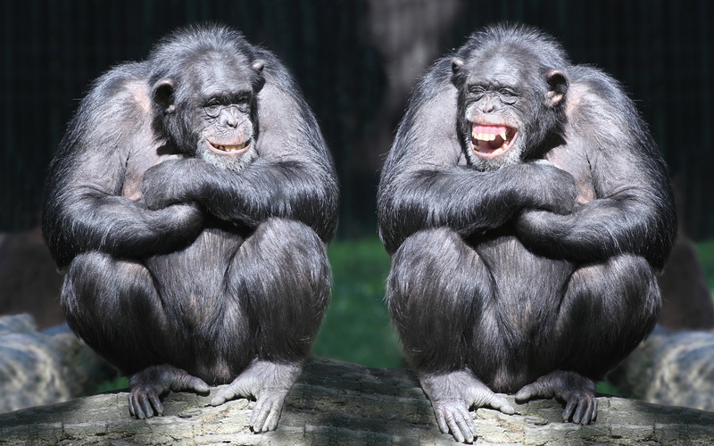 primates, gorillas, black, chimpanzees, laugh, 2K, monkeys, couple, beam