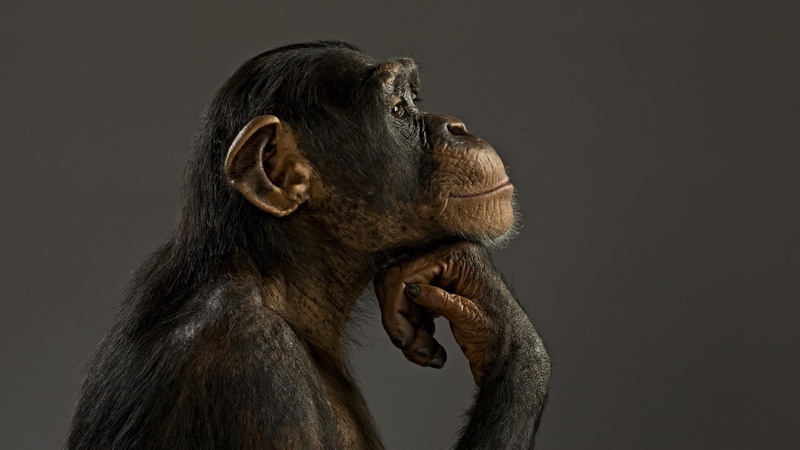 monkey, 1080P, model, chimpanzees, mood