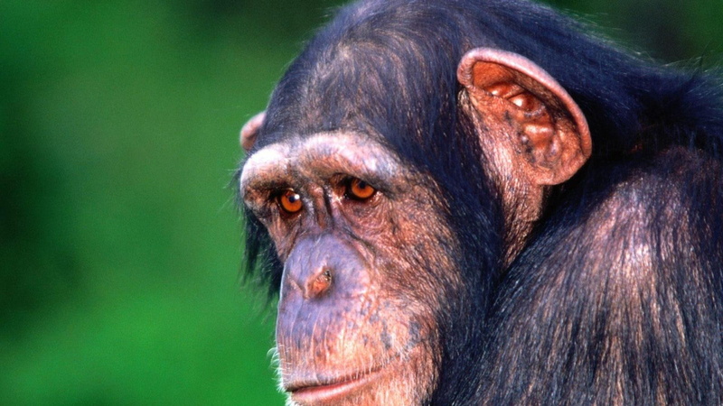 mammals, 1080P, animals, wildlife, chimpanzees, simple background