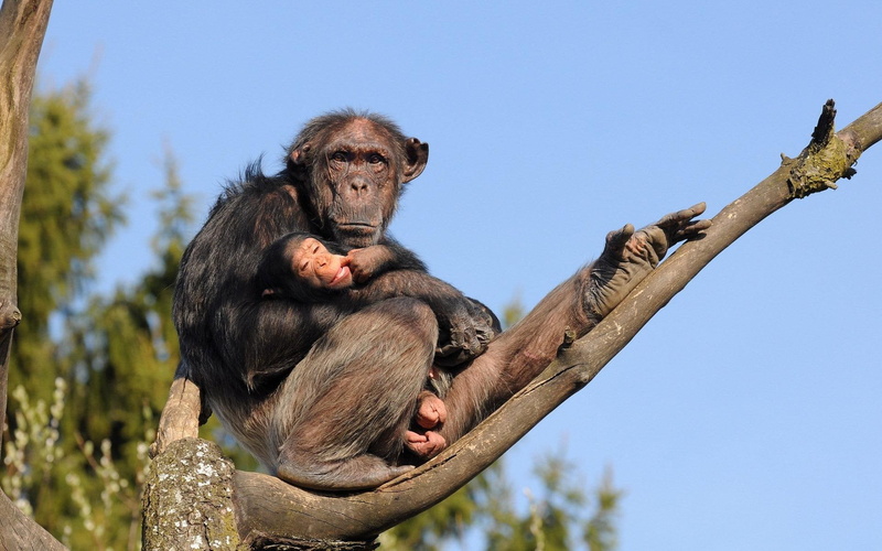 tree, baby, chimpanzee, 1080P, monkey, animals