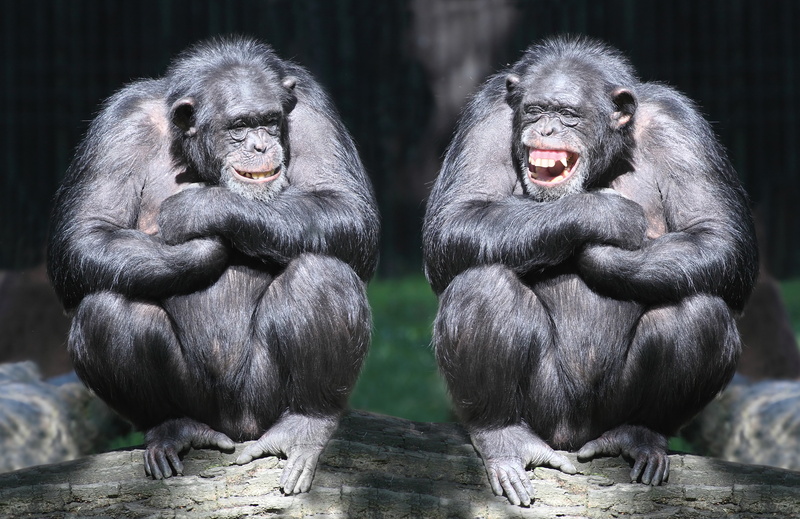 laughter, chimpanzees, primates, monkey, 5K, log, pair