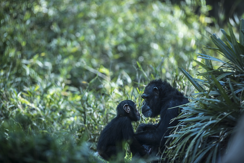 selective focus, child, zoo, animal family, animal wildlife, monkey, ape, cute, day, animals in the wild, two animals, parenting, outdoors, animal, vertebrate