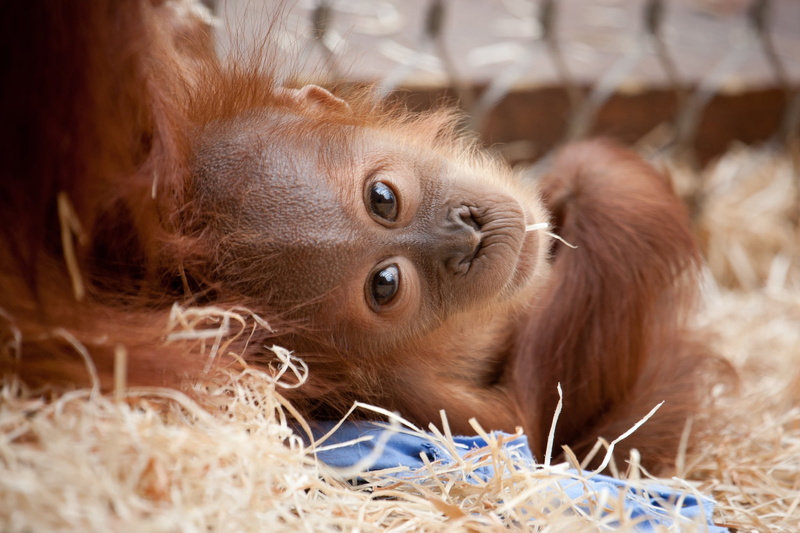 selective focus, no People, one Animal, animal head, human Face, animals And Pets, portrait, 1080P, baby, face, ape, domestic, animal body part, brown