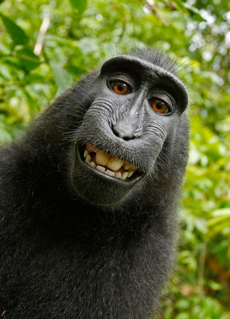 one animal, rainforest, macaca nigra, macaque, animal themes, chimpanzee, forest, primate, ape, wildlife, 720P, smile, outdoors, land, animal mouth, portrait