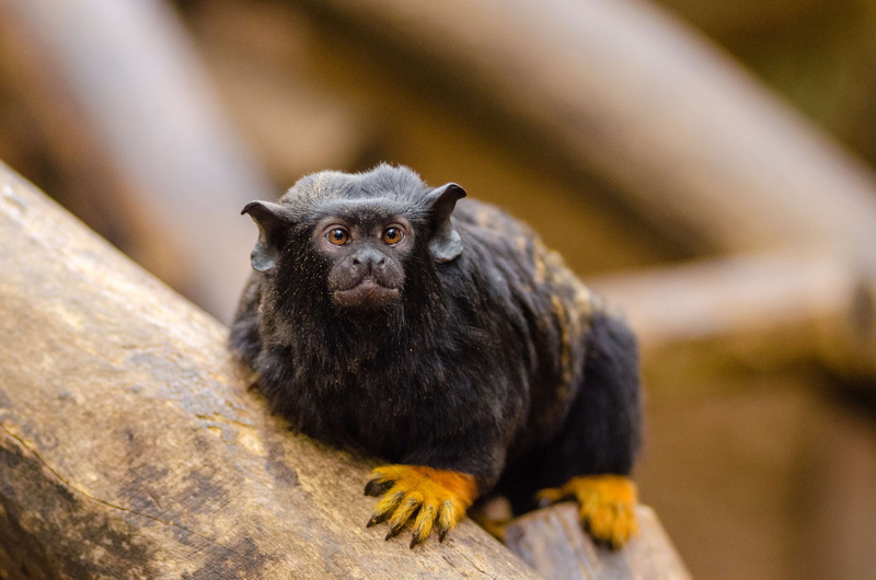 animal themes, no people, ape, tree, wildlife, animal head, monkey, wild, daylight, blur, mammal, day, portrait, close up, chimpanzee, wood, zoo, looking