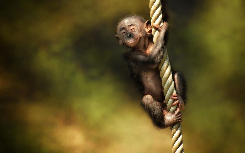 outdoors, no People, portrait, rainforest, rope, nature, focus on foreground, vertebrate, asia, monkey, people, wildlife, primate, animal, animals In The Wild