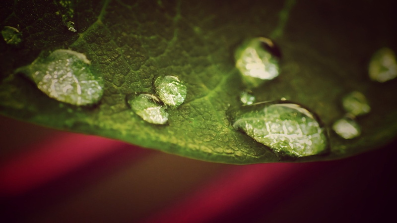 plant, red, water, wet, purity, pattern, focus on foreground, selective focus, rain, healthy eating, tree, leaf, plant part, springtime, no People, abstract