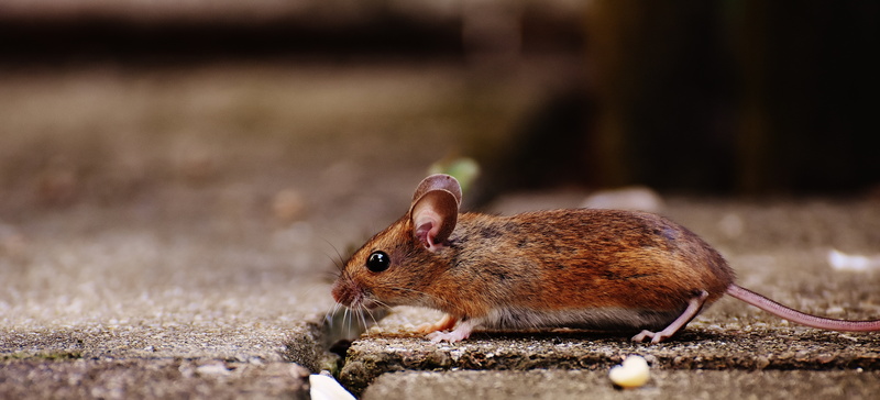 button eyes, mice, sweet, fur, one animal, small, animal, land, rodent, animal themes, brown, mammal, wood mouse, side view, pavement, animal wildlife