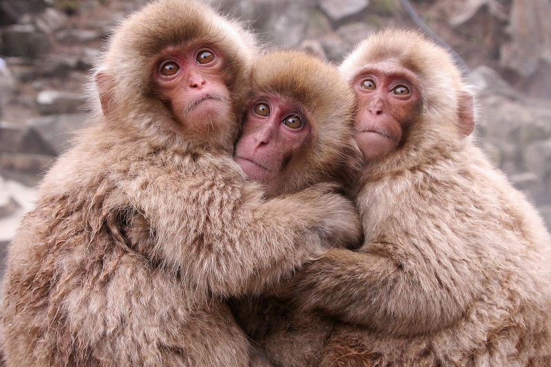 1080P, three, animal, adorable, animals, color, monkey