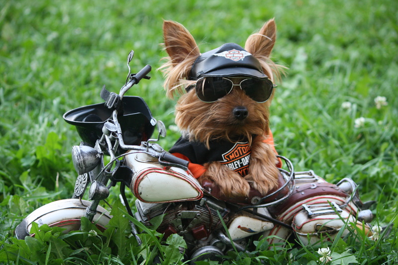 fun, meadow, pets, looking, cute, purebred Dog, humor, land, springtime, brown, no people, terrier, motorcycle helmet, Yorkshire Terrier, sunglasses, puppy