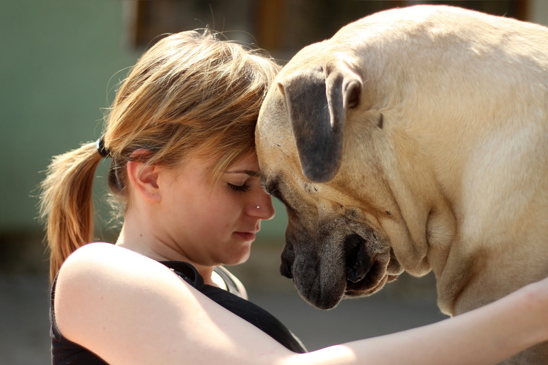 mammal, togetherness, pet owner, boerboel, girl, peanut bulldog, domestic animals, animal, daytime, character, fawn, female, ballotade, domestic, hairstyle
