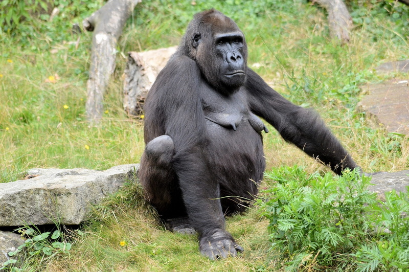 forest, africa, african, plant, outdoors, Monkey, dangerous, strong, animal wildlife, funny, nature, ape, 1080P, Gorilla, species, beast, endangered, sitting