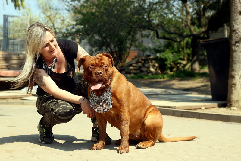 domestic, pet owner, dog, girl, sunlight, real people, character, bordo, 4K, barbara de bordeaux, focus on foreground, french mastiff, canine, vertebrate