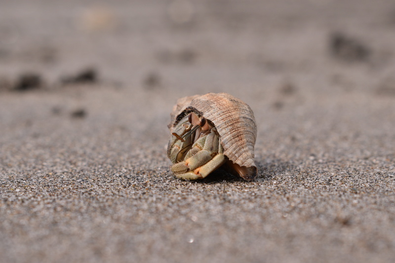 exoskeleton, land, hermit crab, animal themes, nature, selective focus, costa, animal, sand, outdoors, 5K, crab, one animal, no people, animals in the wild