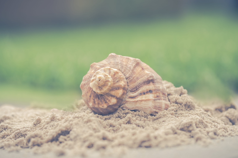 mollusk, outdoors, field, no people, 5K, animal themes, exoskeleton, animals in the wild, animal, beauty in nature, pattern, summer, no person, nature
