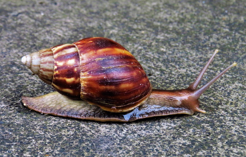 focus on foreground, snail, conch, close-up, animal antenna, no people, animal, animals in the wild, animal shell, animal wildlife, day, boredom, one animal