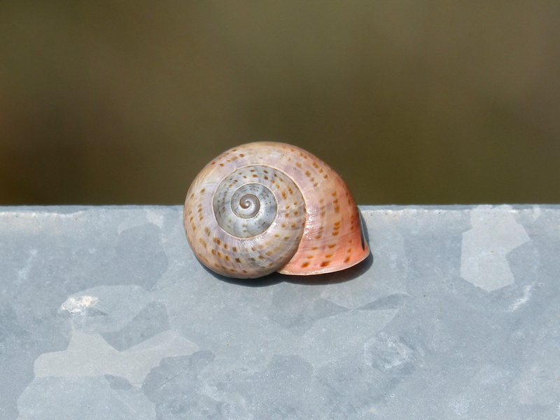 animal wildlife, spiral, 2K, no people, invertebrate, gastropod, day, animal, one animal, rock, outdoors, exoskeleton, solid, animal shell, shell, pattern