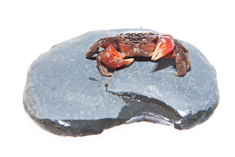 no people, stone, animal, white background, animals in the wild, solid, insect, outdoors, marine, exoskeleton, rock - object, hermit crab, one animal, rock