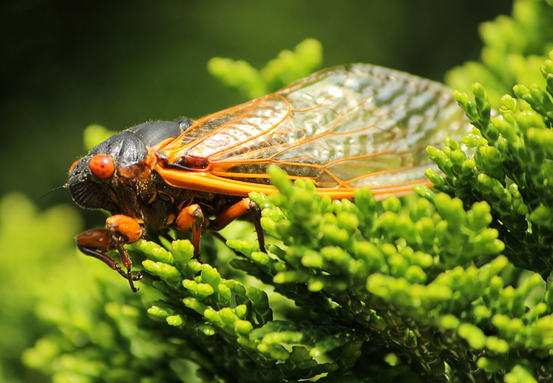 animals in the wild, insect, 2K, growth, nature, green color, cicadoidea, wildlife, animal wildlife, plant, focus on foreground, bugs, fragile, shell