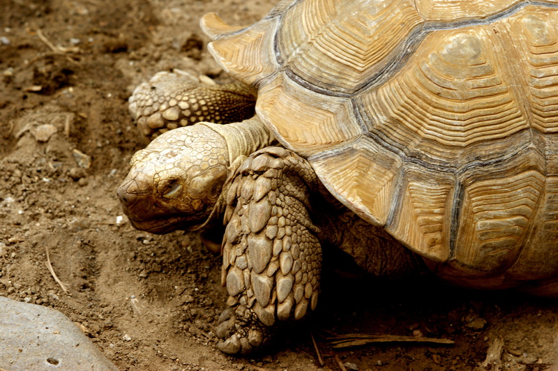 animal themes, animal, outdoors, boredom, land, exoskeleton, animals, animal wildlife, tortoise, day, zoology, no people, animal shell, one animal, reptile