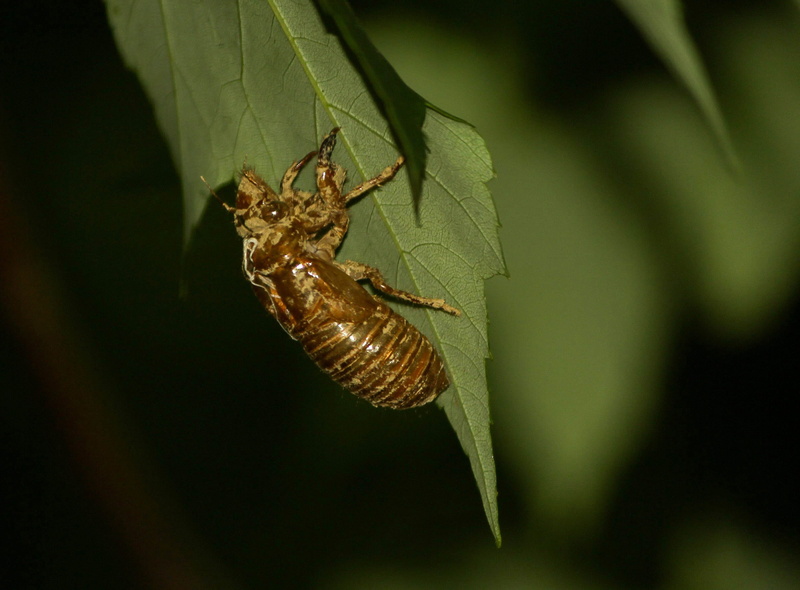 Insect, bugs, wildlife, Cicada, bug, animal body part, outdoor, Exoskeleton, animal themes, green color, arthropod, antennae, shell, arachnid, one animal