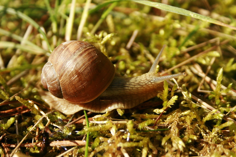 closeup, slippery, brown, winniczek, detail, animal wildlife, invertebrate, soft, the delicacy, gastropod, one animal, slimy, sunny, glossy, spring, shell