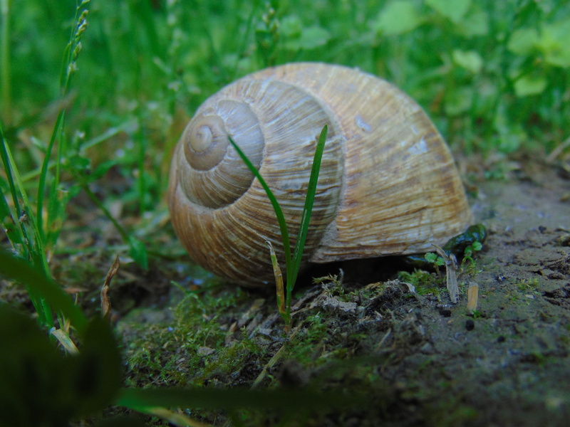 animal, land, green color, animal themes, slow, plant, animal shell, voltaic exoskeleton imbedded, mollusk, spineless, garden, snail, outdoors, snail shell
