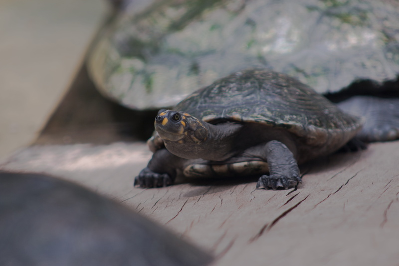 animal, 5K, animals in the wild, nature, reptile, vertebrate, relaxation, close-up, no people, animal wildlife, turtle, wood - material, wild life, selective focus