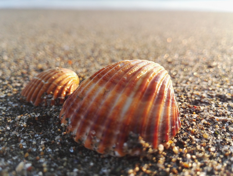 sea, land, invertebrate, beauty in nature, water, no people, exoskeleton, marine, animal wildlife, outdoors, animal themes, pebble, animal, surface level