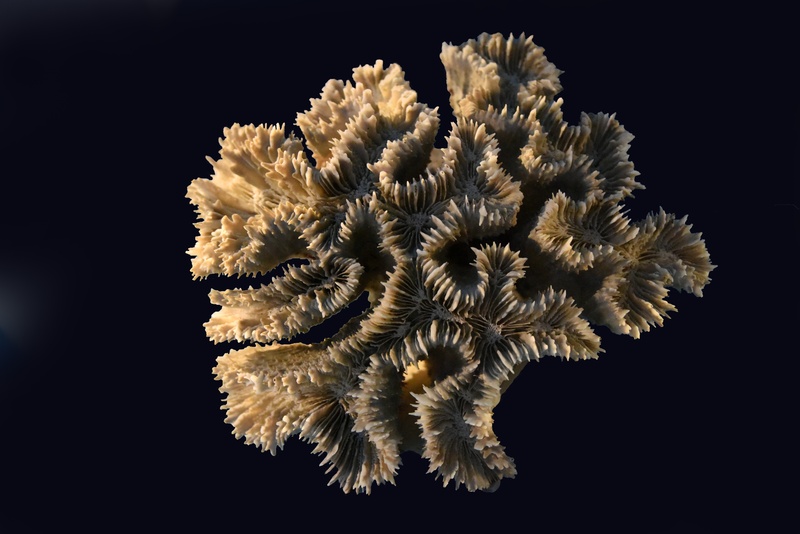 vulnerability, animal themes, exoskeleton, black background, 5K, animal, nature, gray, no people, undersea, beauty in nature, marine, purity, close-up
