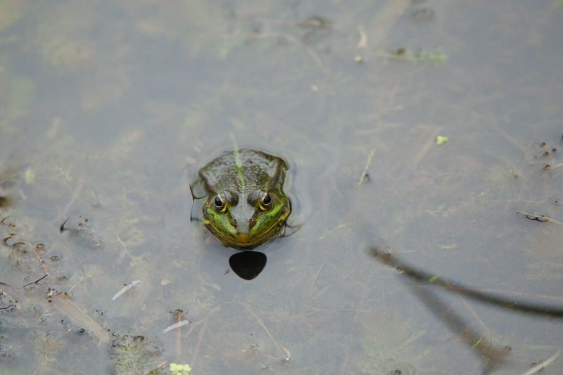 reflection, vertebrate, day, 4K, amphibian, swimming, animal wildlife, beach, animal eye, animal, animal head, water, animals in the wild, nature, waters