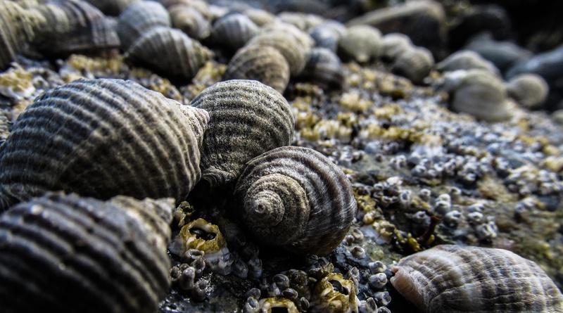ocean, beach, close-up, no people, natural pattern, selective focus, rock, nature, aquatic, summer, exoskeleton, wildlife, focus on foreground, marine