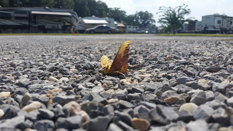 street, insect, magic, asphalt, architecture, occult, city, wildlife, surface level, outdoors, banana, road, sacred, transportation, food, moth, white
