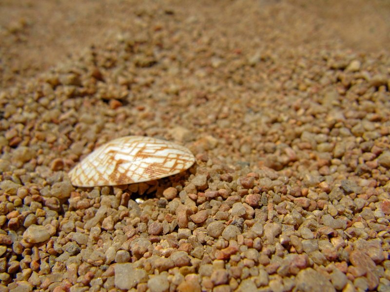 textured, 2K, grit, high angle view, beach, zoomed, one animal, animals in the wild, dry, brown, animal wildlife, sunny, gravel, zoom, drought, food, sea shell