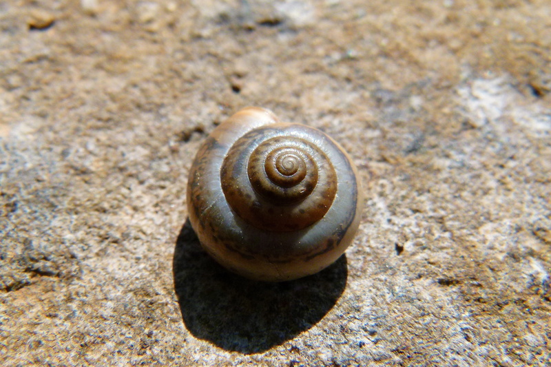 sand, seafood, animal, day, natural pattern, animals in the wild, marine, animal shell, gastropod, solid, spiral, animal wildlife, close-up, invertebrate
